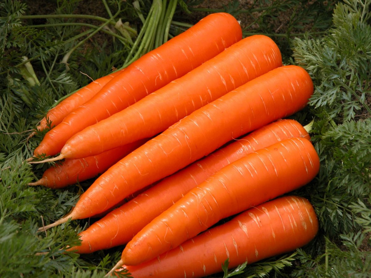 Фото морковь любовь морковь